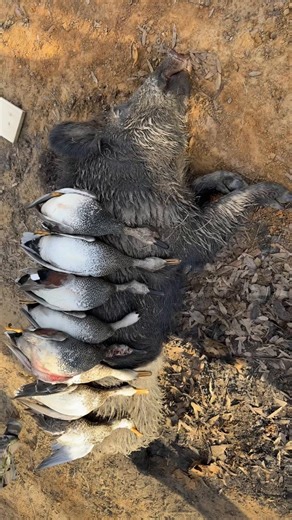 Christopher Conley (@christopherconley0)’s videos with original sound - carl 🌝