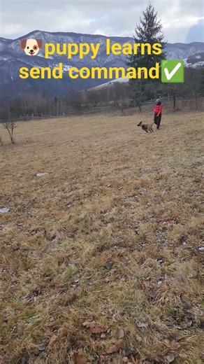 Puppy "Sending" is next level! 🎯 #shorts #malinois