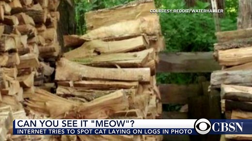 Viral cat photo stumps the internet