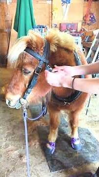"Our adorable Shetland Pony Prepped with Harness for a Cart Drive Down the Road!"