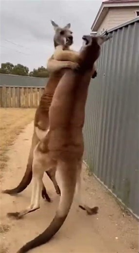 Kangaroo Fight Ends in Total Destruction! 🦘😱 #animalfight #kangaroo #wildlifeentertainment #animals