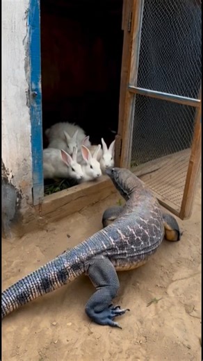 HumInBirds on Instagram: "Comodo lizard ko rabbit house say rescue kiya #wildlife #rabbit #comodo #lizard #rescue"