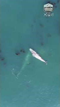 🐳 There’s an unexpected connection with the kelp that grows in the ocean and whales #worldoceansday