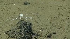 73K views · 259 reactions | Deep-sea alien life...right here on Earth. . This isopod, unknown to our science team, was seen while exploring a site dubbed (appropriately!) Twin Peaks in the Mariana region at 4,810 meters (3 miles) depth. . So many deep (sci-fi) mysteries left to unlock in our ocean. | NOAA Ocean Exploration | Facebook