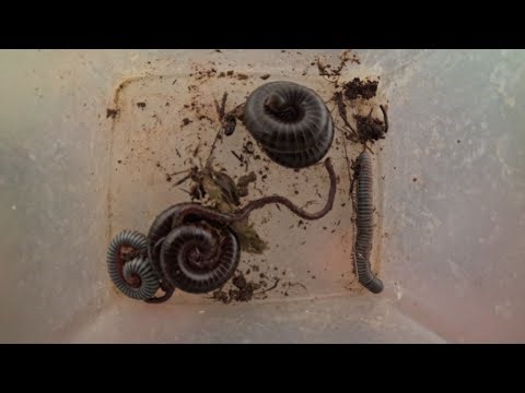Millipedes Up Close! Nature's Clean Up Crew in Action 🐛🌿