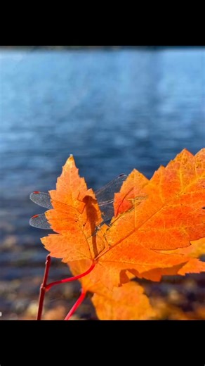 The sun creates a silhouette of a dragonfly and illuminate its wings. A tiny world of color and light. | Peter Thompson