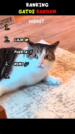 😂TOP 5 MOMENTOS MÁS GRACIOSOS DE GATOS RANDOM😂 (Parte 2)