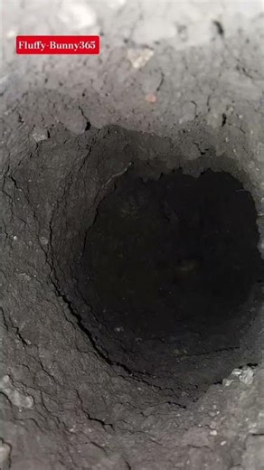 "Ordinary Rabbits or Underground Engineers? 😱"