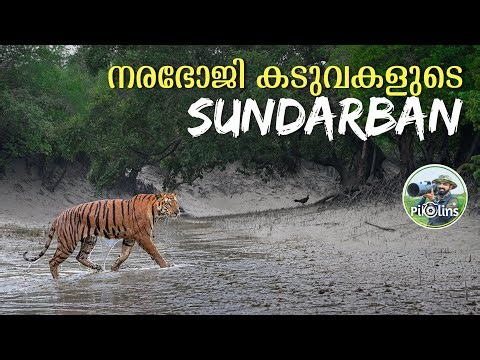 മനുഷ്യനെ തിന്നുന്ന കടുവകൾ | Story of Sundarban Mangrove forest in Monsoon 4K