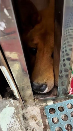 The Lai Cai Dog: A True Guardian of the Chinese Home
