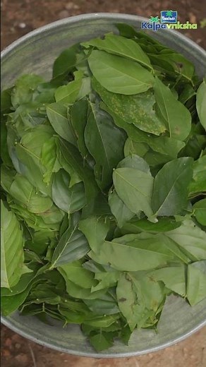 Uses of green manure and green leaf manure