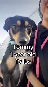 3.6K views · 203 reactions | Snaggle Toof Tommy (A1214632) 醴 1 year...