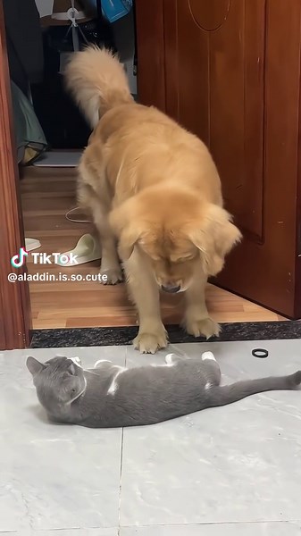 Aladdin is so cute on TikTok