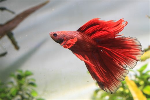 The 5 W's of Swim Bladder Disease in Fish