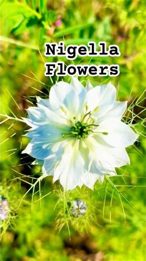 Nigella Flowers returns this spring #garden #gardening #flowers