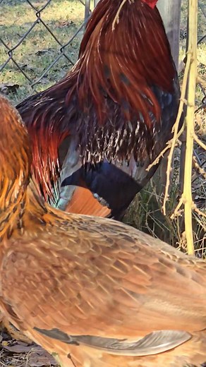 3.3K views · 135 reactions | Cardinal kelso 2.5 year old .available | Jared Walker | Facebook