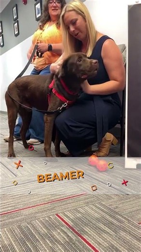 Lean into adopting Beamer! #furryfriends