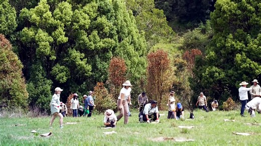 Charity plants 500,000 trees to restore koala habitat