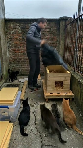 🐱✅ Building a Warm Shelter for Stray Cats — Before and After