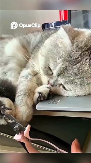 How to Trim Your Cat’s Nails Safely (Without Stress)