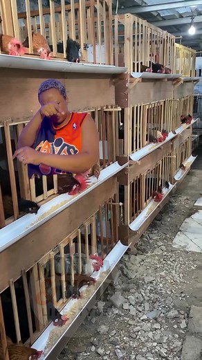 This method of building chicken house is the best oh | Monica & Big Ip Lifestyle