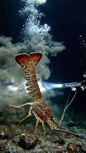 ubscribe for daily intense low tide seafood hunting adventures.#WanCatchSeafood #seafoodhunting