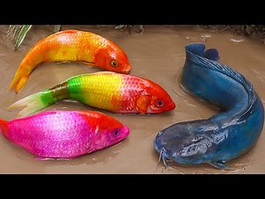 Stop Motion ASMR - Colorful Koi Fish Hunting Catfish | Family koi | Primitive Cooking Experiment