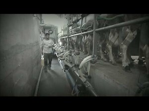 Πρόβατα στο αρμεκτηριο στη Φάρμα Ορνιθάς .