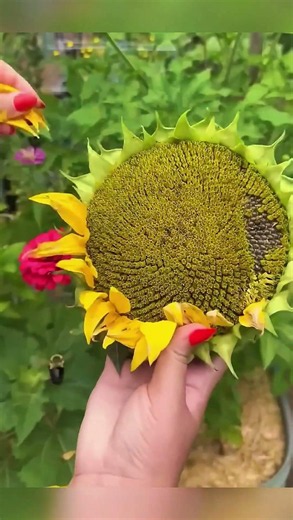 Eating Sunflowers!?🌻 The Surprising Way to Eat Them and How They Taste...😳