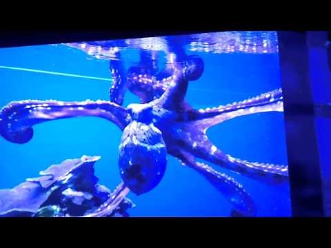 this octopus... mimics human skull