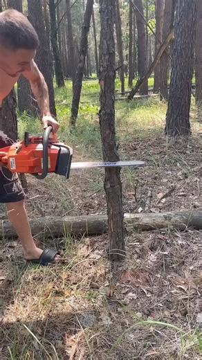 The safest way to cut trees is recognized by the world | Ristorante pizzeria trattoria Celestino