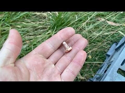 How to COPPER bullets perform on deer? | ELDX vs GMX