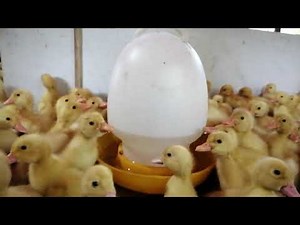 Technique of brooding ducklings for the first 3 days