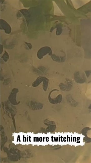 Frogspawn cam. Day 3 #frog #pond #amphibian #nature #wildlifeponds #savethefrogs