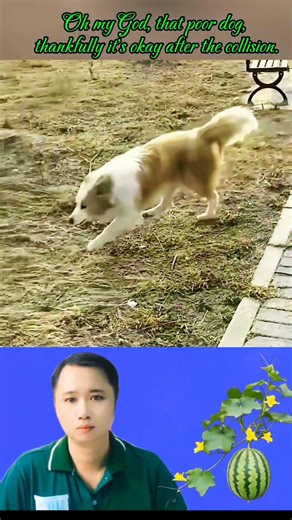 Oh my God, that poor dog, thankfully it's okay after the collision.#shorts #shortvideo