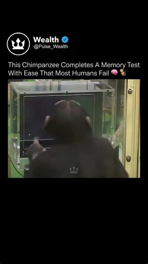 This Chimpanzee Completes A Memory Test! #technology #neuroscience #cognition
