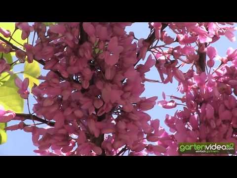 Gewöhnlicher Judasbaum in Blüte - Cercis siliquastrum