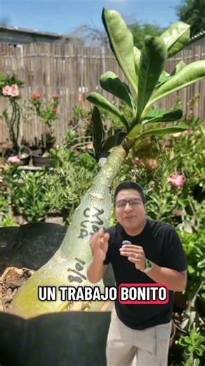 🤗🤗🤗 #injertos #multiinjerto #injertoplano #enxerto #enxertia #graft #grafting #adenium #adeniumlover #adeniumobesum #floresdeldesierto #rosadodeserto #floresdeldesiertosantacruz #parati #fblifestyle | Flores del desierto Santa Cruz