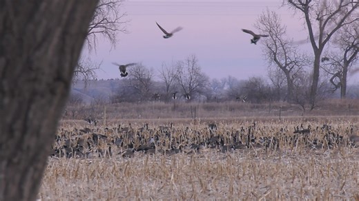 We're booking for our waterfowl and upland hunts for this fall! Give us a call at 605-321-1142 to help you get prepared to submit your application for the fall and secure prime dates for this fall. | High Prairie Lodge and Outfitters