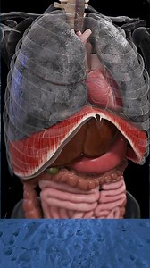 Here are10 secret foods every smoker must eat to get their lungs clean #health #smokerslungs #healthtips #foryoupageシ #virals #tiktok #share | Al Wayne