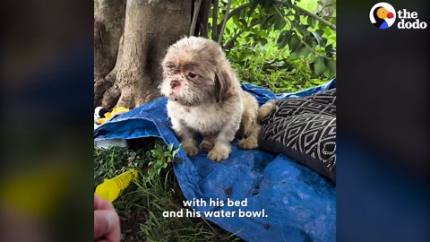 Sad Dog Dumped In Park Is So Relieved To Get Rescued