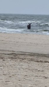 772K views · 6.8K reactions | ELCH GENIESST OSTSEEWELLE(n) Ungewöhnliche Tiersichtung heute in der Ostsee vor Ahlbeck. Ein Elch hat sich in die Wellen gewagt. Der Strandbereich an der Seebrücke ist vorsorglich gesperrt worden. Das Tier ist vorher bereits in Swinemünde gesichtet worden. Der Elch ist später von der Polizei nach Polen zurückbegleitet worden. Video: Privataufnahme | Ostseewelle HIT-RADIO Mecklenburg-Vorpommern | Facebook
