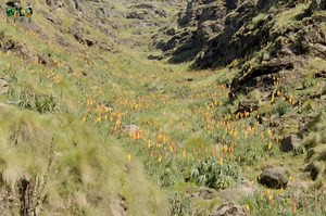 The Simien Mountains, Part 5 - हिन्दी डॉक्यूमेंट्री #animals #wildanimals #Jungle #documentary #WildlifeTelecast See the Simien Mountains, home to some of the rarest creatures on earth. | Wildlife Telecast