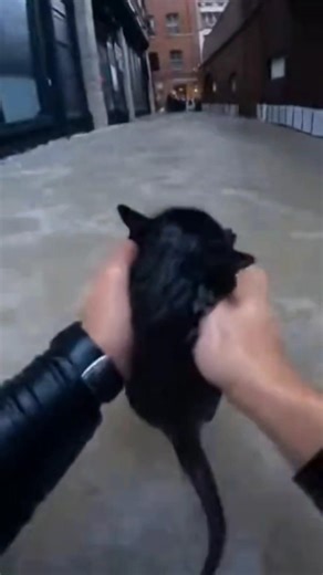 very poor cat 😭😭😭