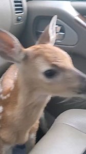 674K views · 30K reactions | The cutest sound EVER!凉歷 #BabyAnimals #Deer #Fawn | Fur Family | Facebook