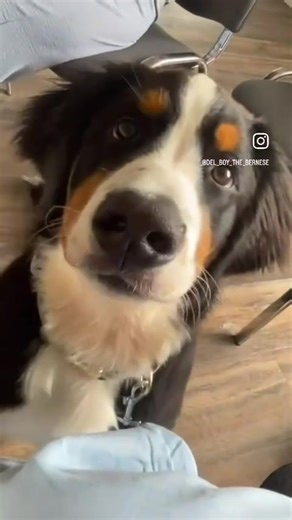 Del Boy (@del_boy_the_bernese)’s videos with original sound - Del Boy