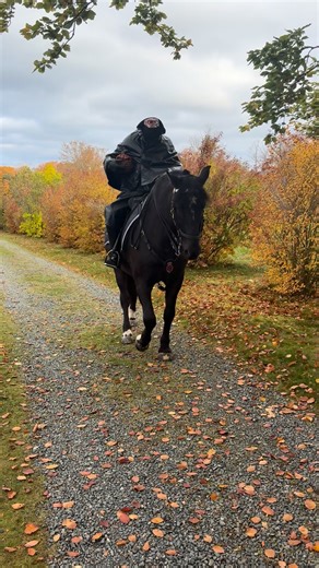 See a headless horseman? 👀 No need to fear, it’s just our Mounted Unit on Halloween patrol. 🐴 Stay tuned for more spooky sightings! | Royal Newfoundland Constabulary