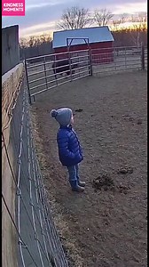 Dog's Protective Instincts Shine A dog rushes to protect a child from a bull. #fblifestyle #AI Generated using Kling AI . . . (For entertainment purposes only. Consult professionals if guidance on activities is presented. No brand affiliation is implied if any are shown. If inspired by true events, creative adaptations may be included. Content may include public footage.) | Fabiosa Animated