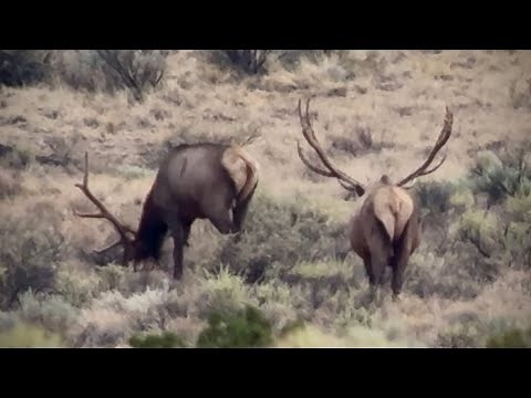 Navajo Nation 2025 Auction Tag Elk Hunt in Arizona. Navajo Nation Elk hunting.