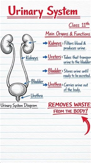 easy way to remember the urinary system #studymotivation #discipline #education